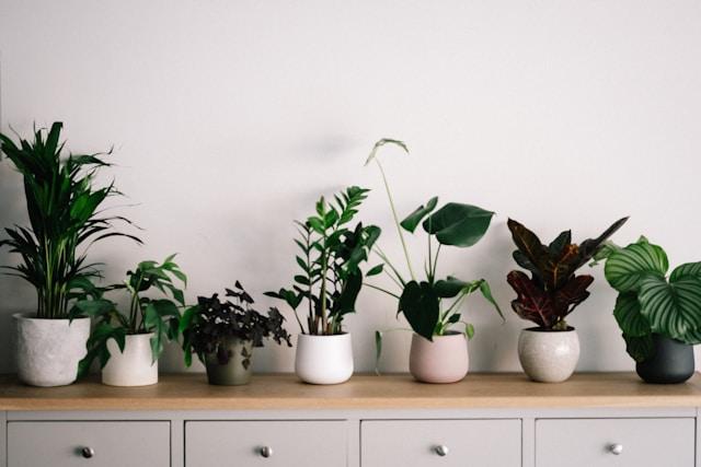 5 Indoor Plants That Uplift Your Architectural Spaces
